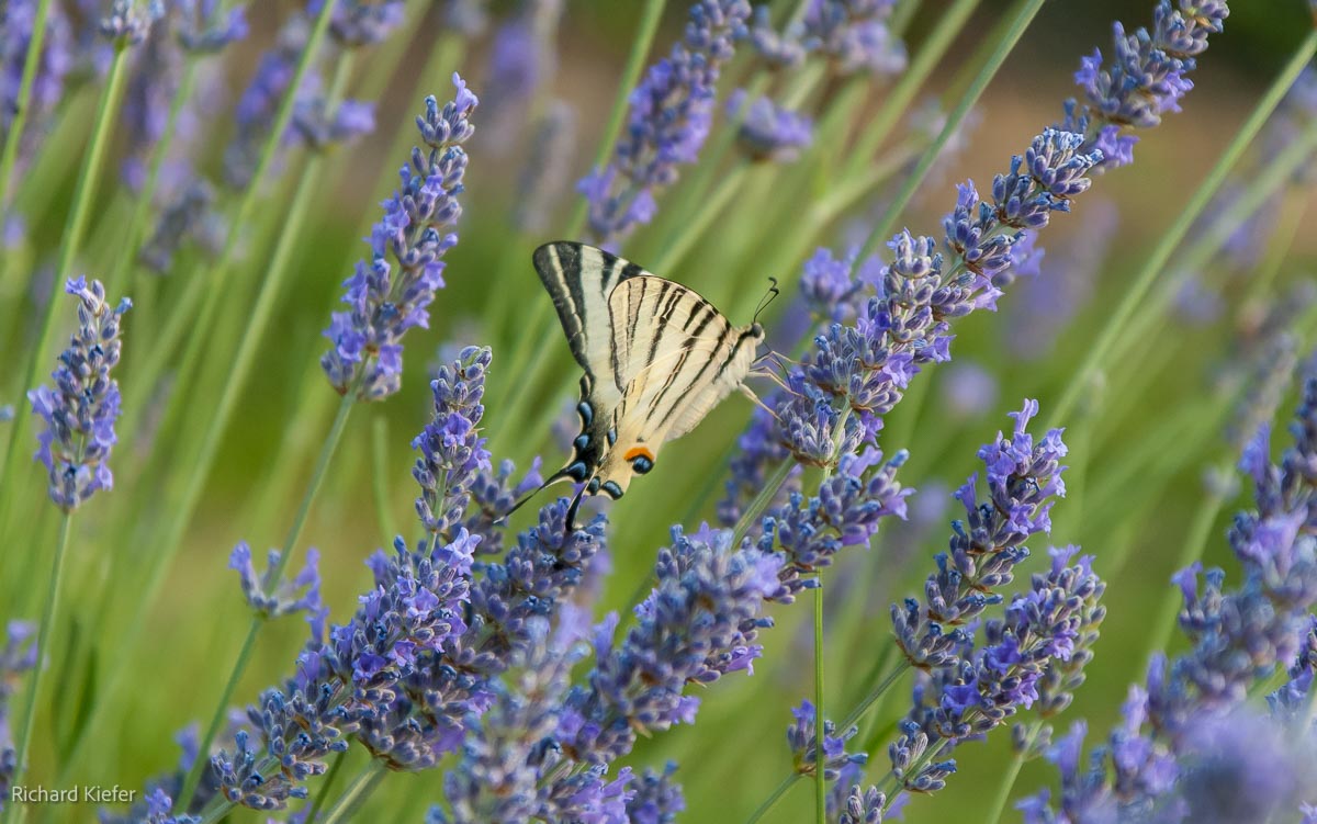 Schwalbenschwanz im Lavendel