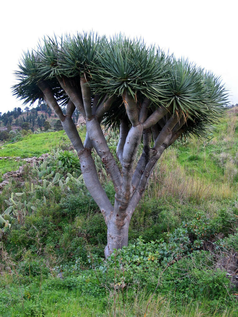La Palma, Drachenbaum