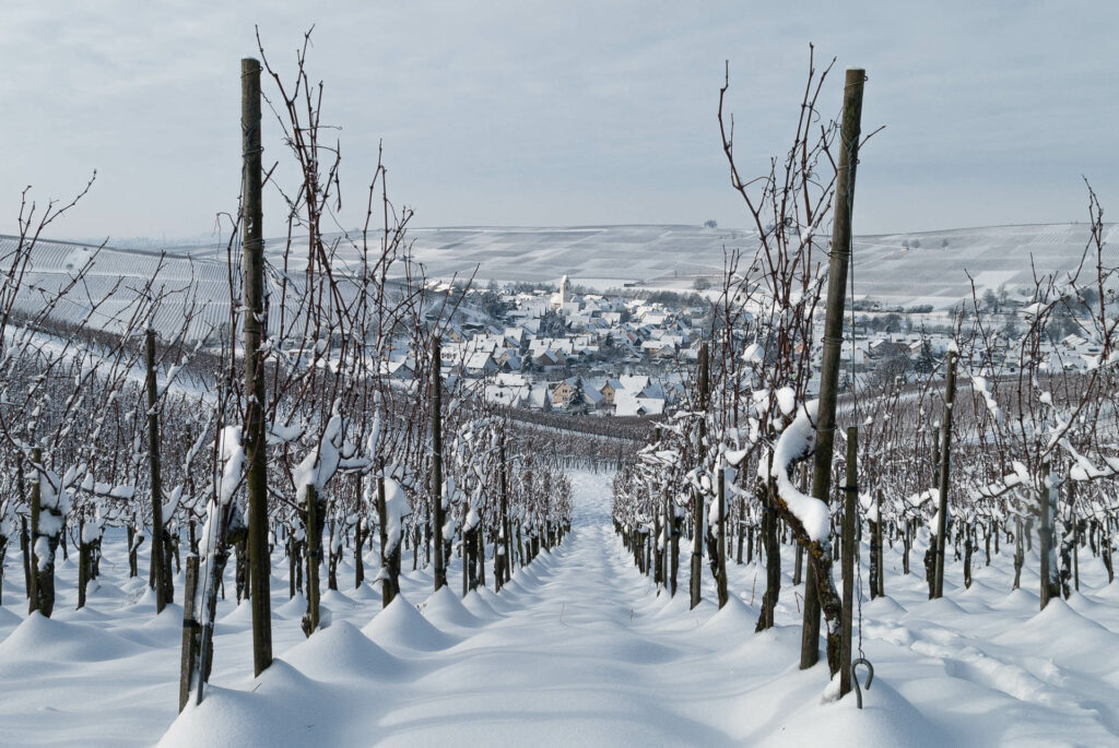 Pfaffenweiler im Winter
