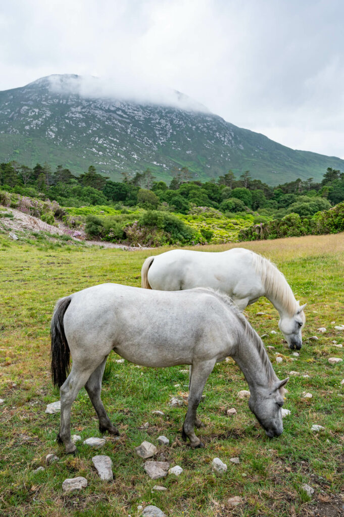 Connemara Ponys, County Galway