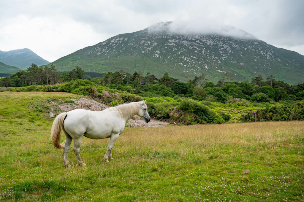 Connemara Pony, County Galway