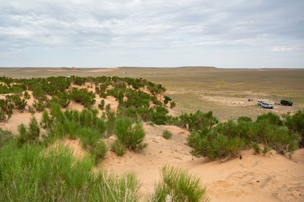 Saxaul Bäume, Wüste Gobi