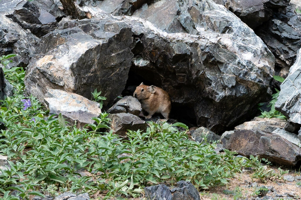 Geierschlucht, Tsagaan Suvarga, Wüste Gobi