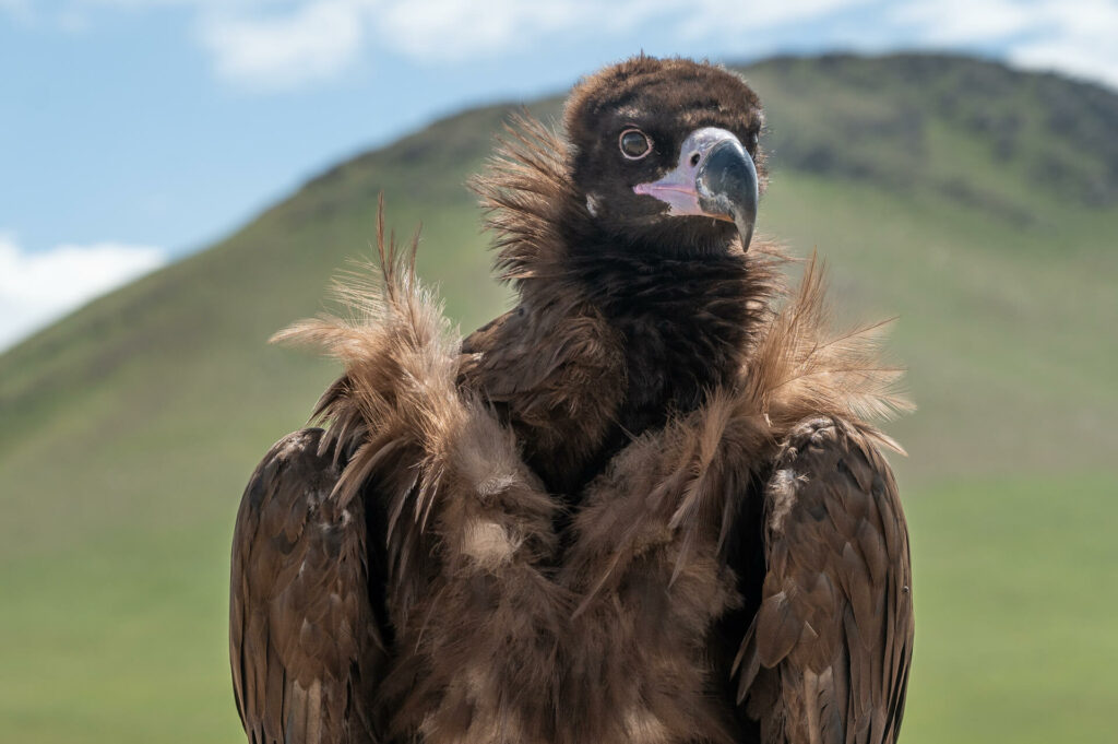 Khan Khentil Nationalpark, Bartgeier