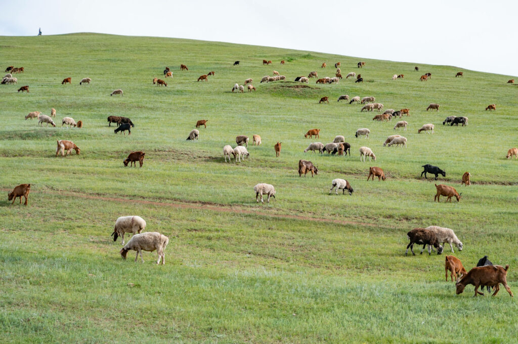 Mongolei