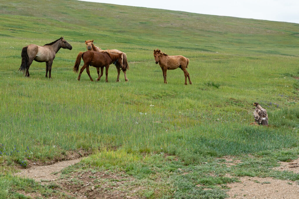 Orkhon Tal