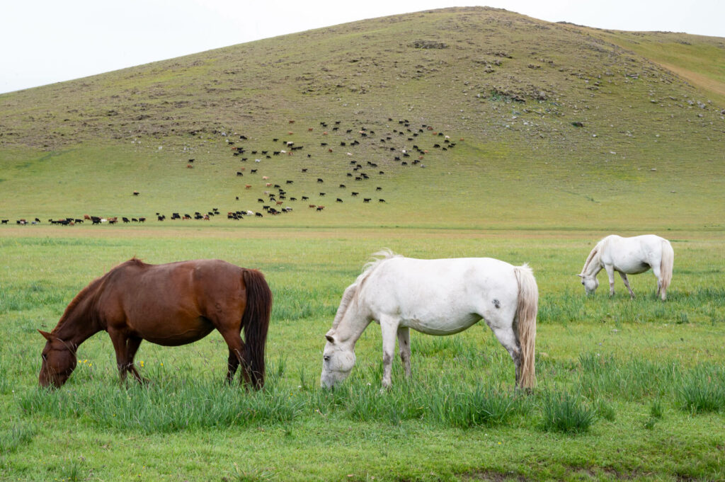 Orkhon Tal