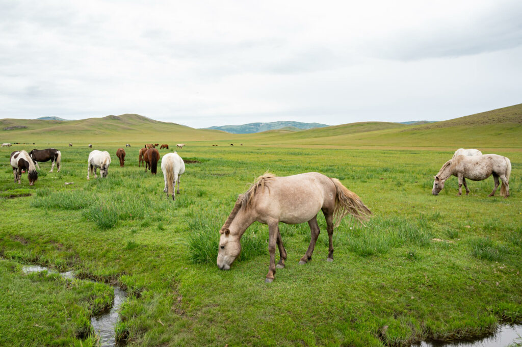 Orkhon Tal