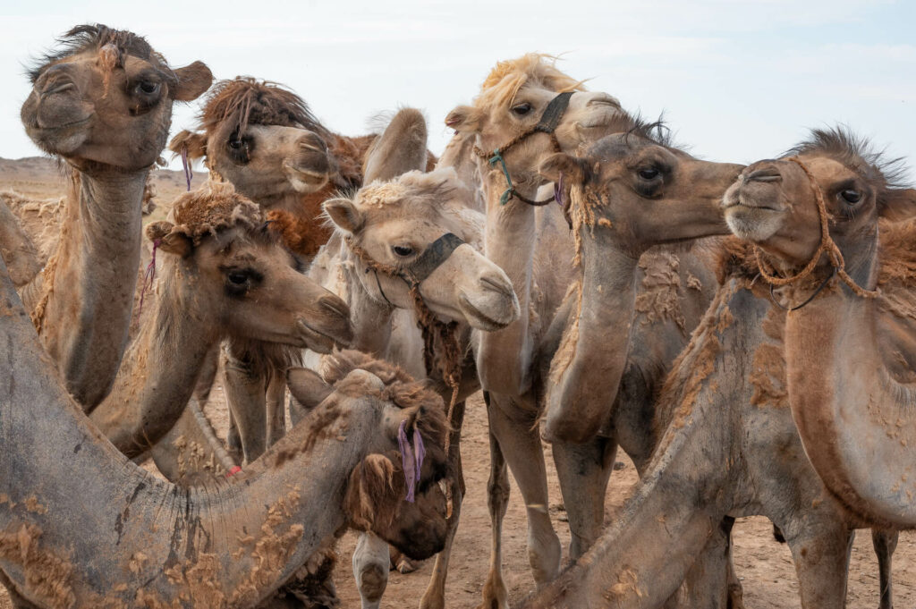 Wüste Gobi