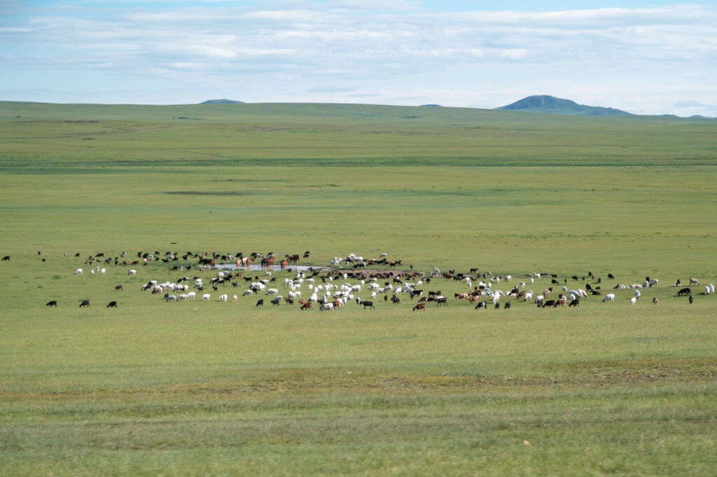 Mongolei