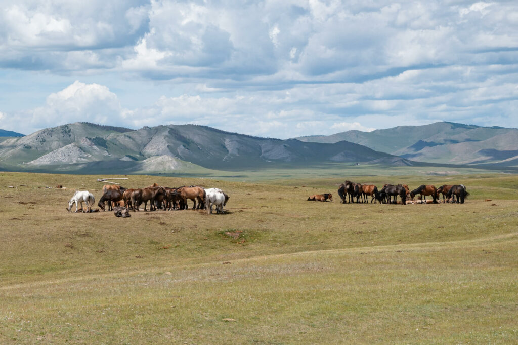 Mongolei