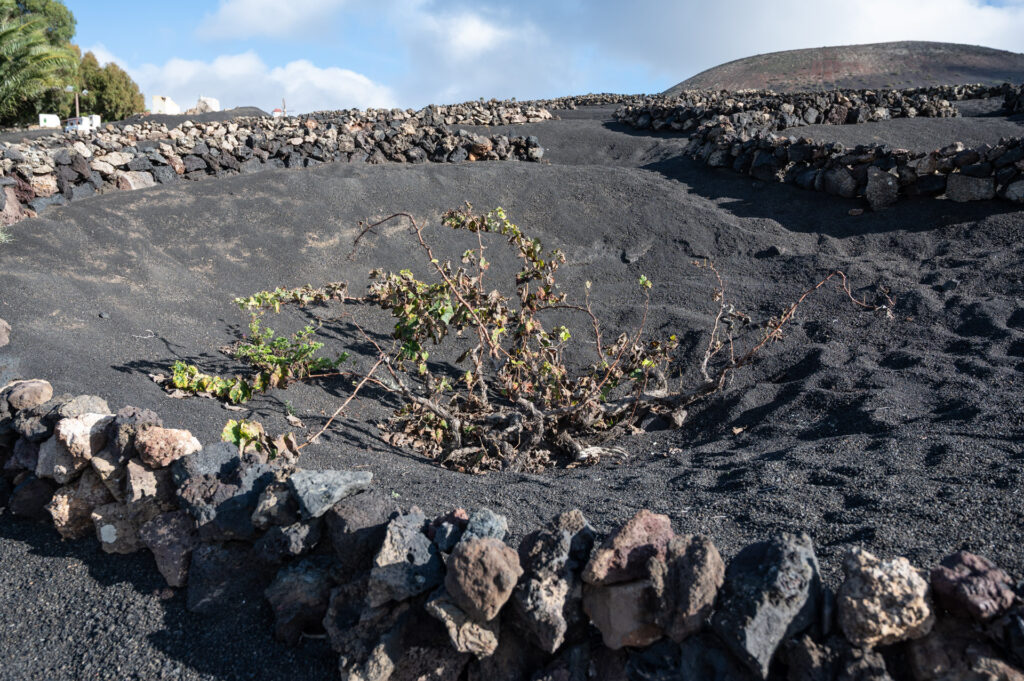 La Geria, Lanzarote