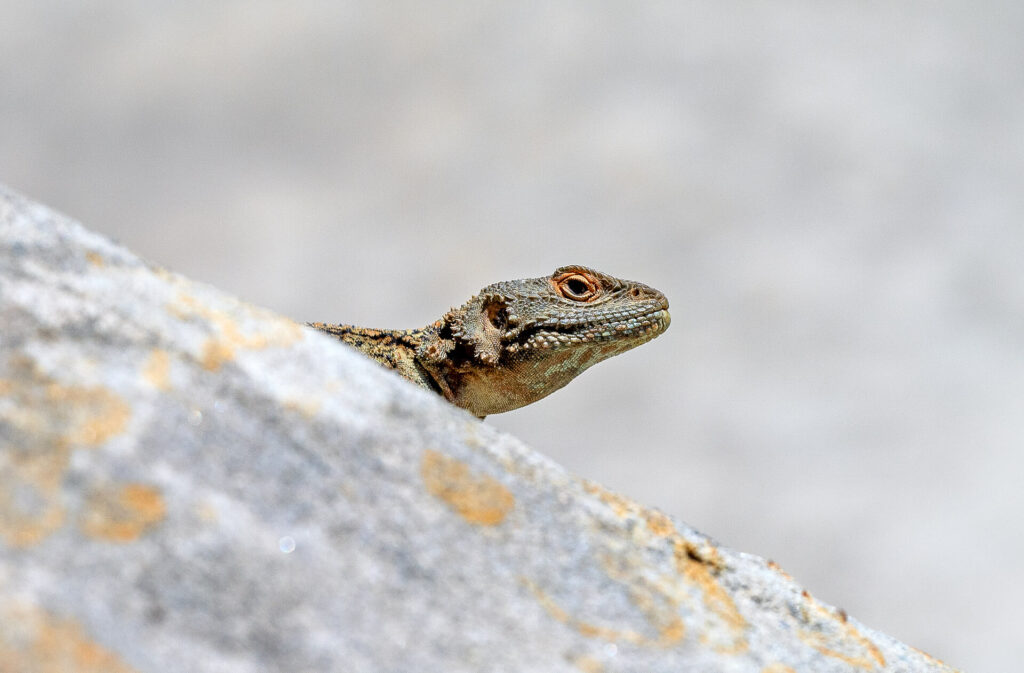 Höhlenstadt Uplistsikhe, Kaukasische Agama
