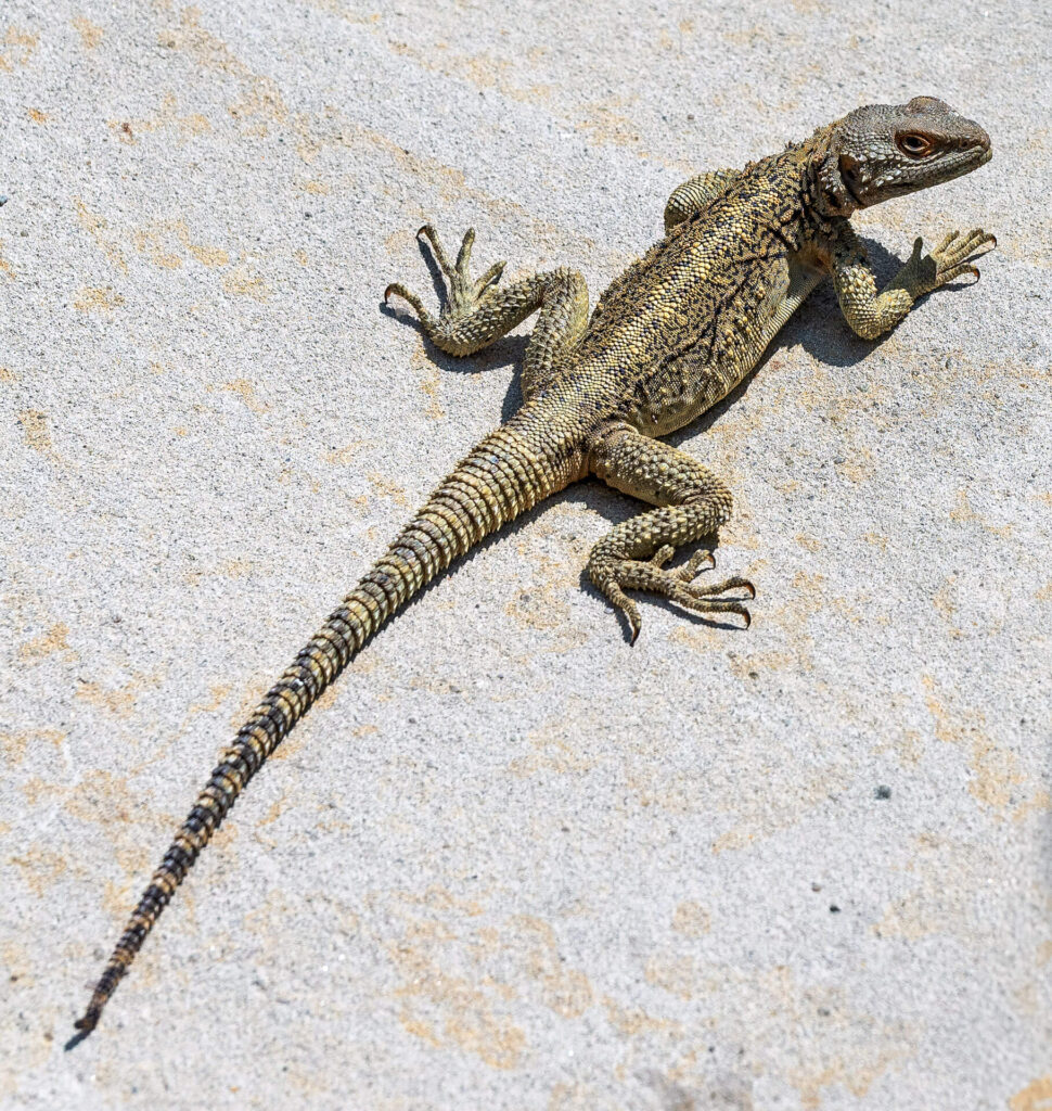 Höhlenstadt Uplistsikhe, Kaukasische Agama