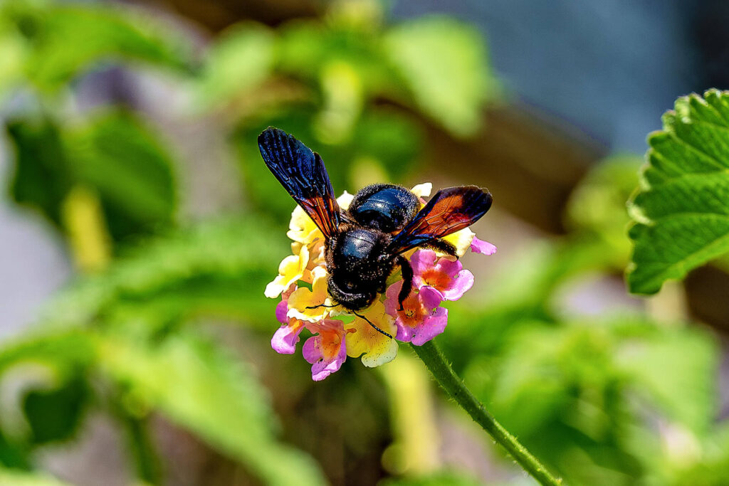 Batumi, Botanischer Garten